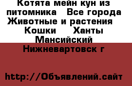 Котята мейн-кун из питомника - Все города Животные и растения » Кошки   . Ханты-Мансийский,Нижневартовск г.